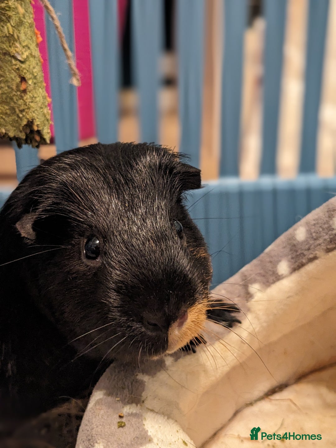 Guinea Pig rodents for sale: Diesel - Image 2