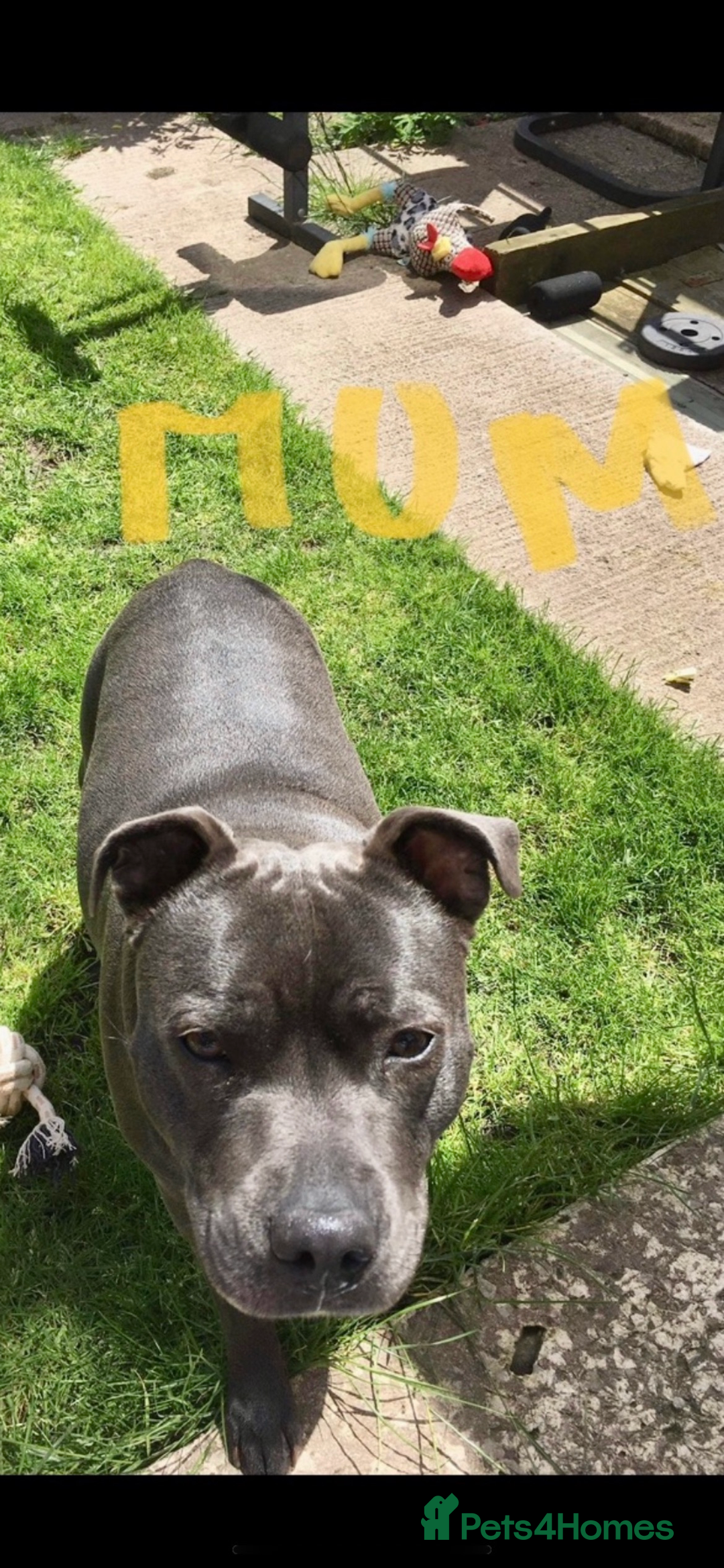 Staffordshire Bull Terrier dogs for sale: Staffordshire Bull Terrier KCReg open to offers  - Image 3