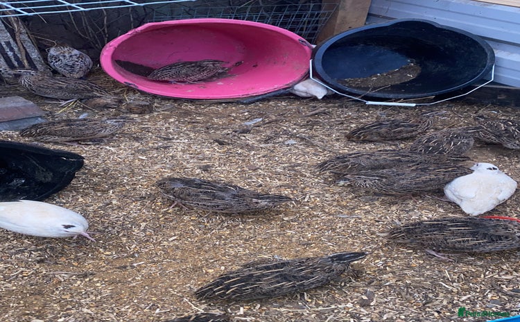 Quail poultry - Advert 11