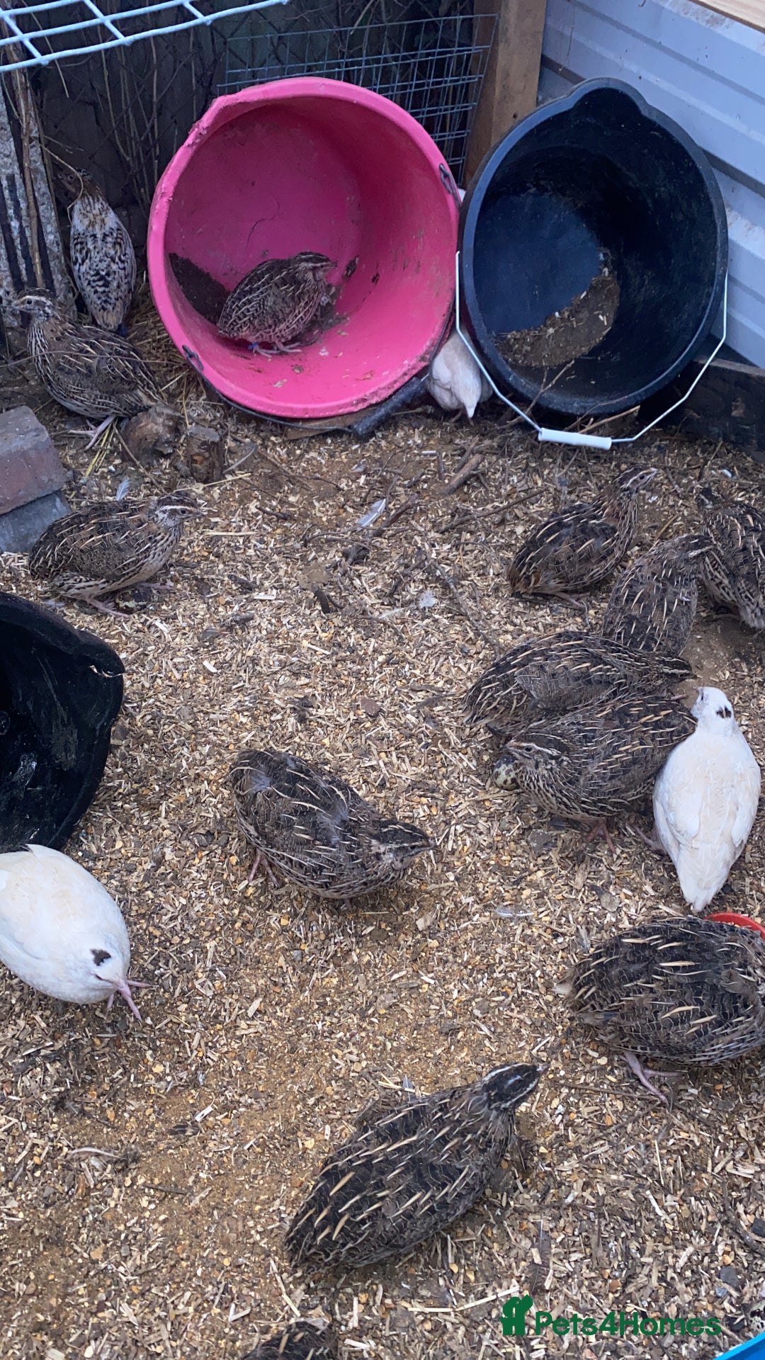 Quail poultry for sale: Laying female quails - Image 1