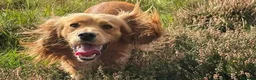 Cocker Spaniel dogs for stud: Kai - Desert Seeker Nithvalley for public Stud - Advert 3