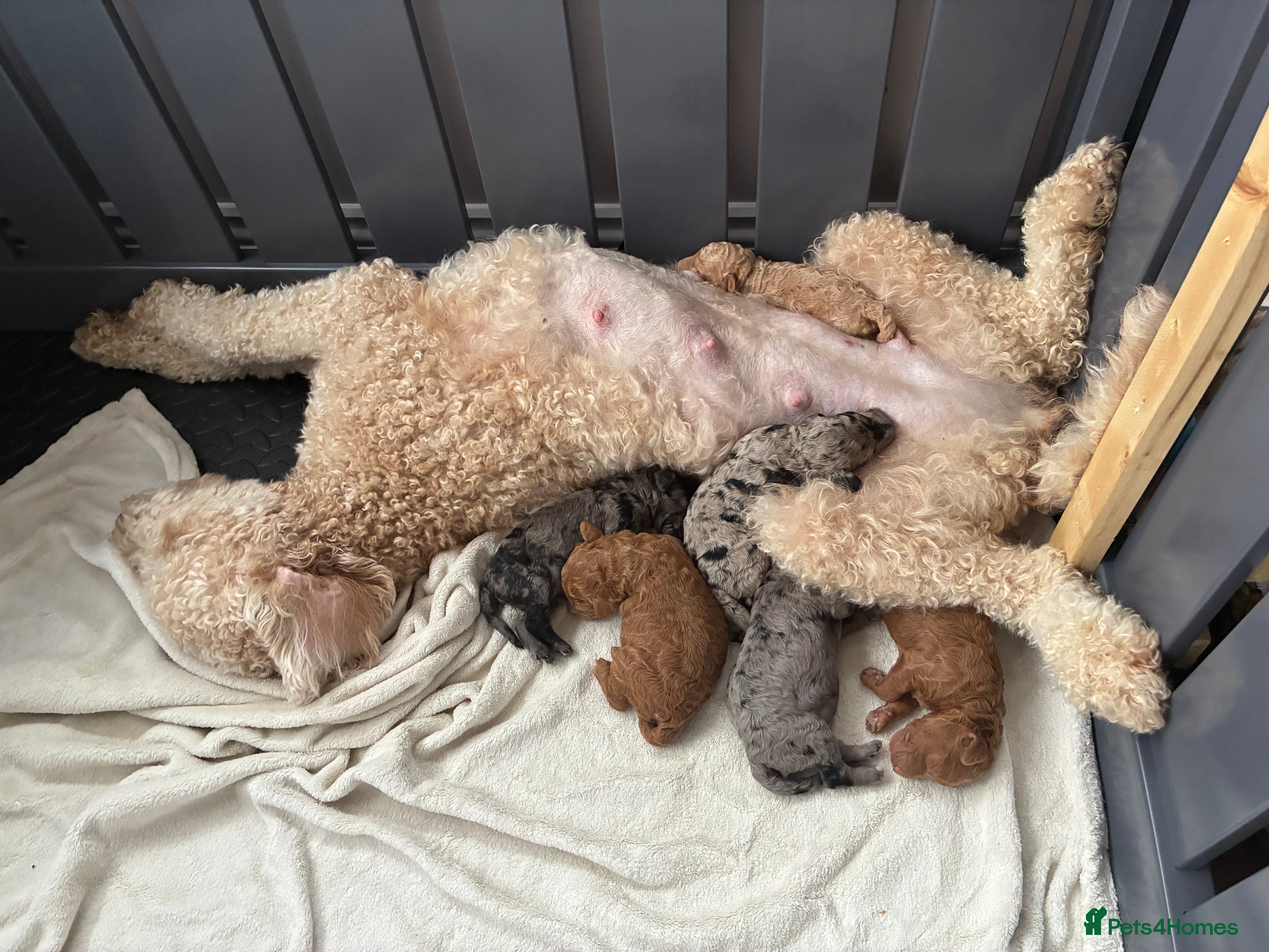 Mini Goldendoodle dogs Stunning Mini Goldendoodles - Advert 1