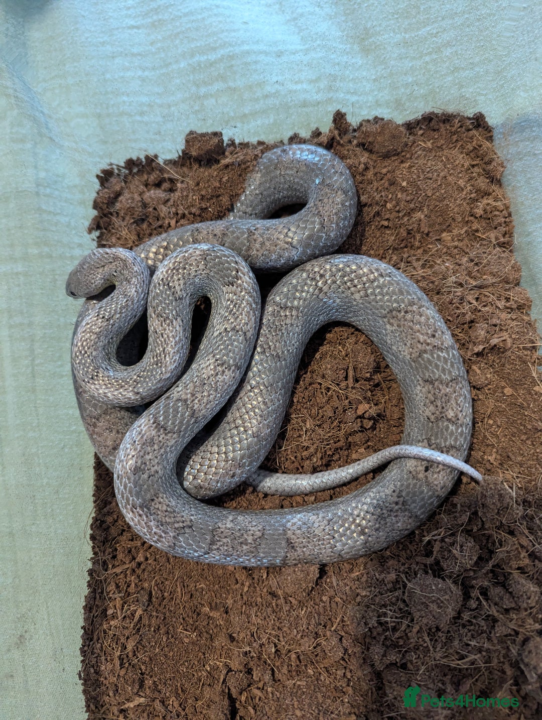 Corn Snake reptiles for sale: Male Corn Snake 2 Years - Image 1