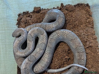 Corn Snake reptiles for sale - Advert 1