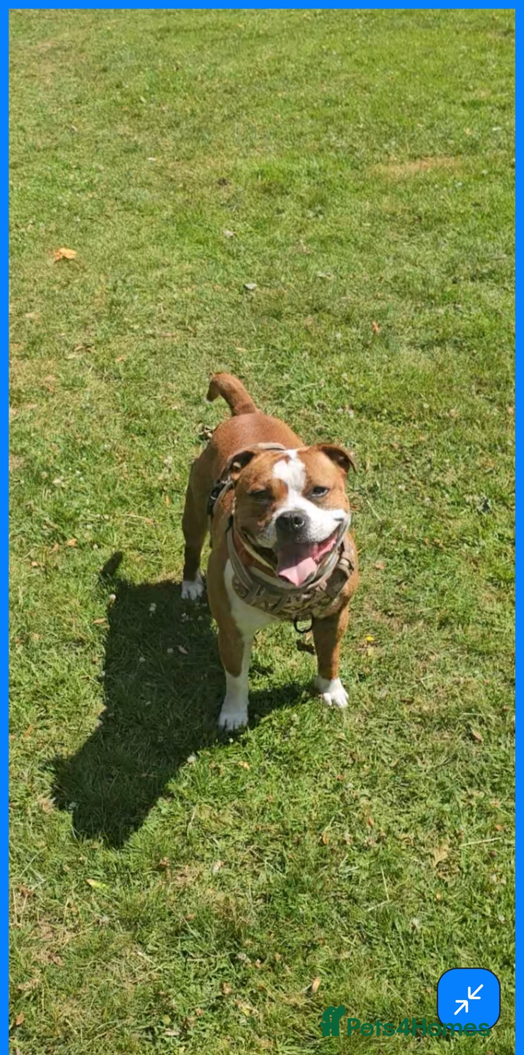 Staffordshire Bull Terrier dogs for sale: 🥨Amazing opportunity awaits.🥨 - Advert 17