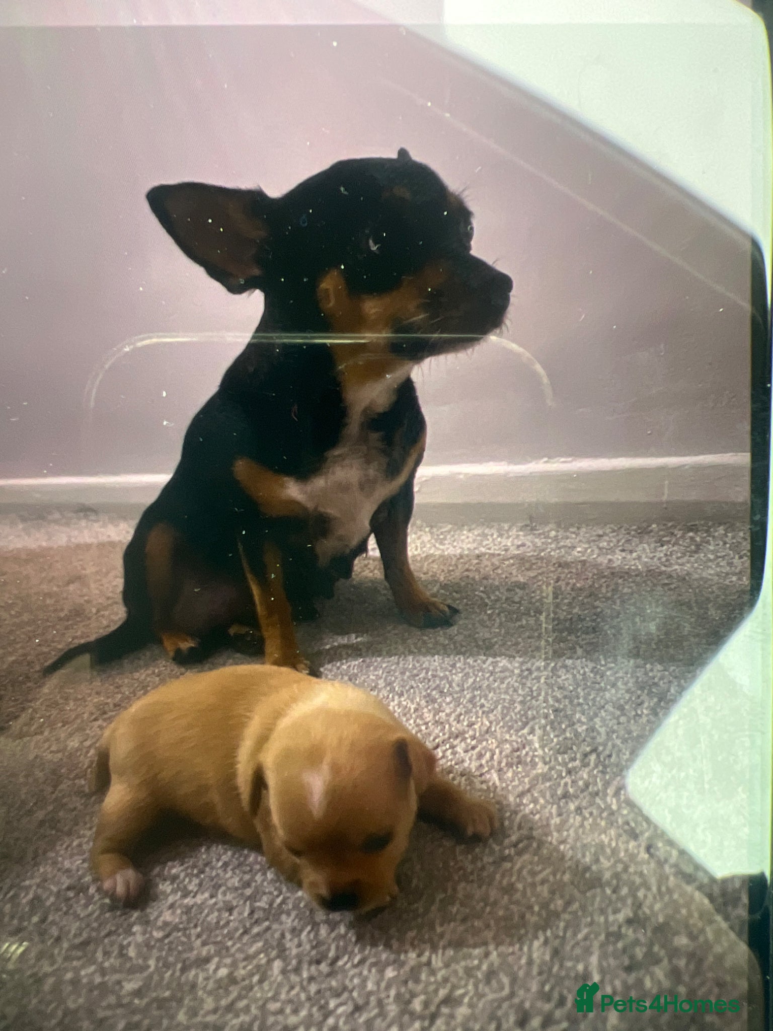 Chihuahua dogs Chihuahua  - Advert 1