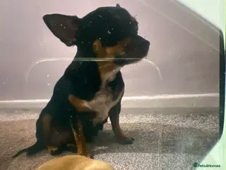 Chihuahua dogs Chihuahua - Advert 1