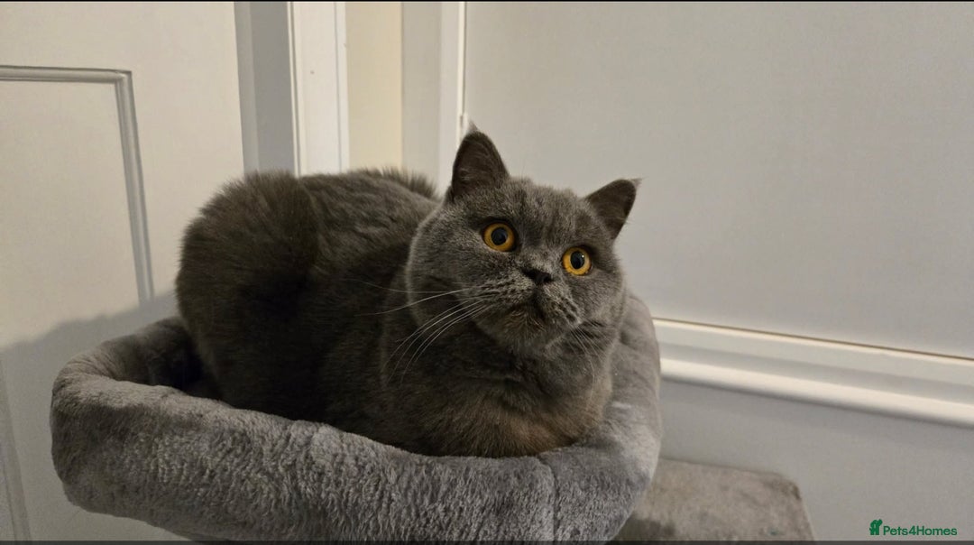 British Shorthair cats for sale: Ru - Lovely British Blue - Image 3