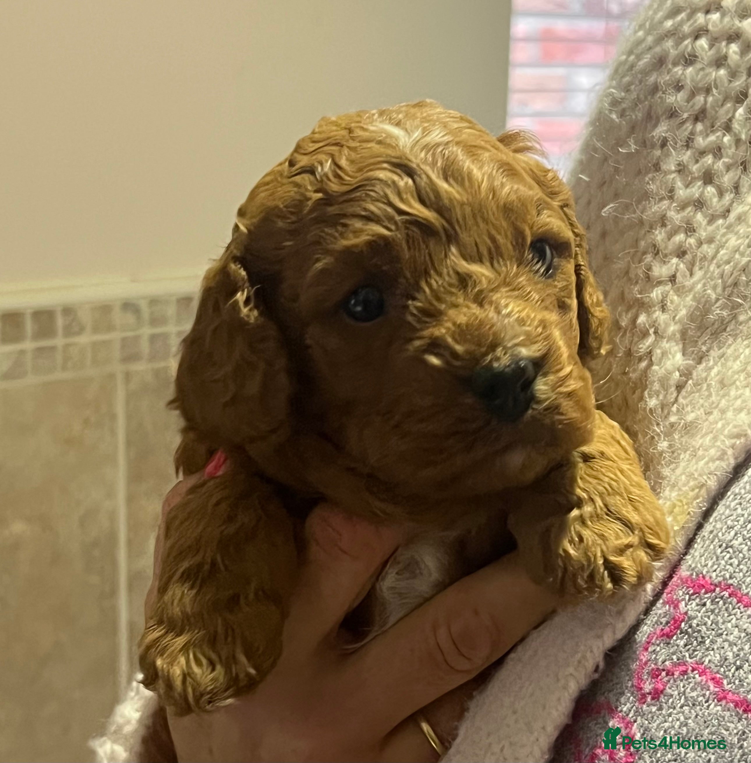 Cavapoo dogs Stunning F2 Bitch Available  - Advert 11