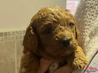 Cavapoo dogs Stunning F2 Bitch Available - Advert 3