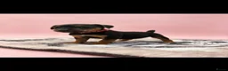 Lakeland Terrier dogs for sale: Lakeland terrier puppies (working type) - Advert 17
