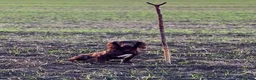 Cocker Spaniel dogs for sale: Working cocker spaniel pups  - Advert 3