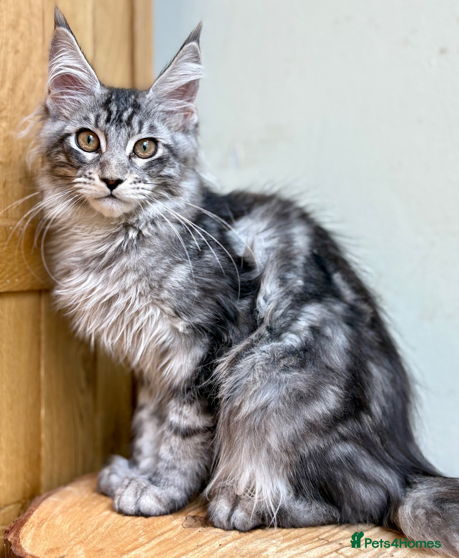 Maine Coon cats Beautiful Maine Coon kittens - Advert 1