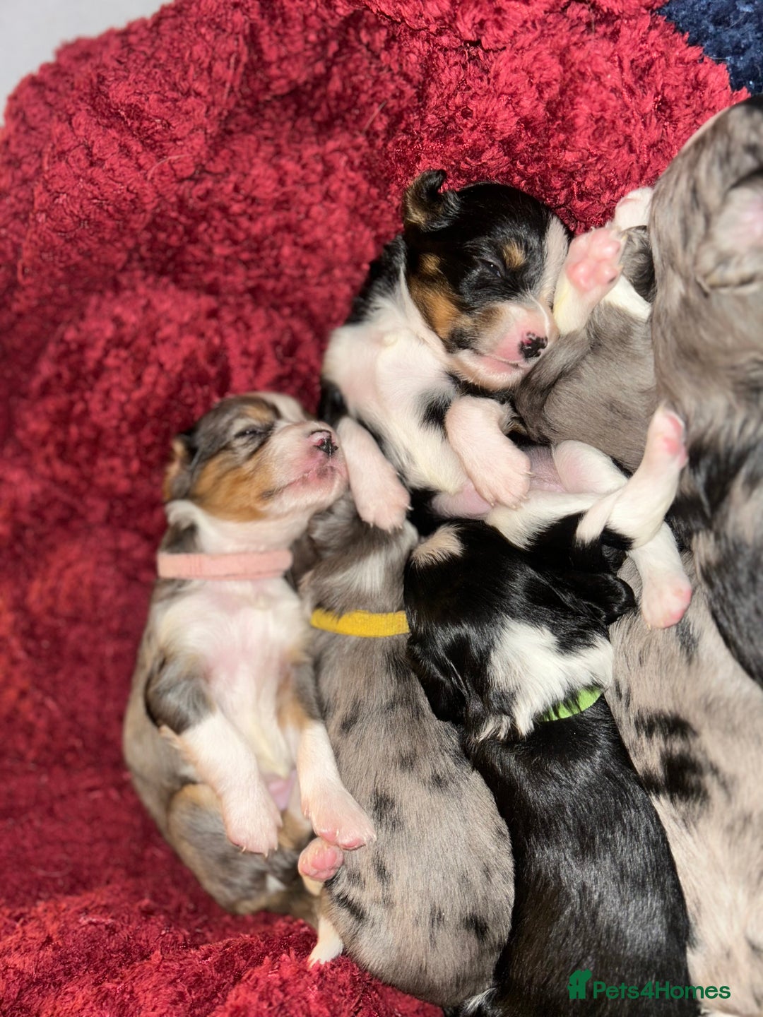 Mixed Breed dogs for sale: Borderlier puppy  - Image 11
