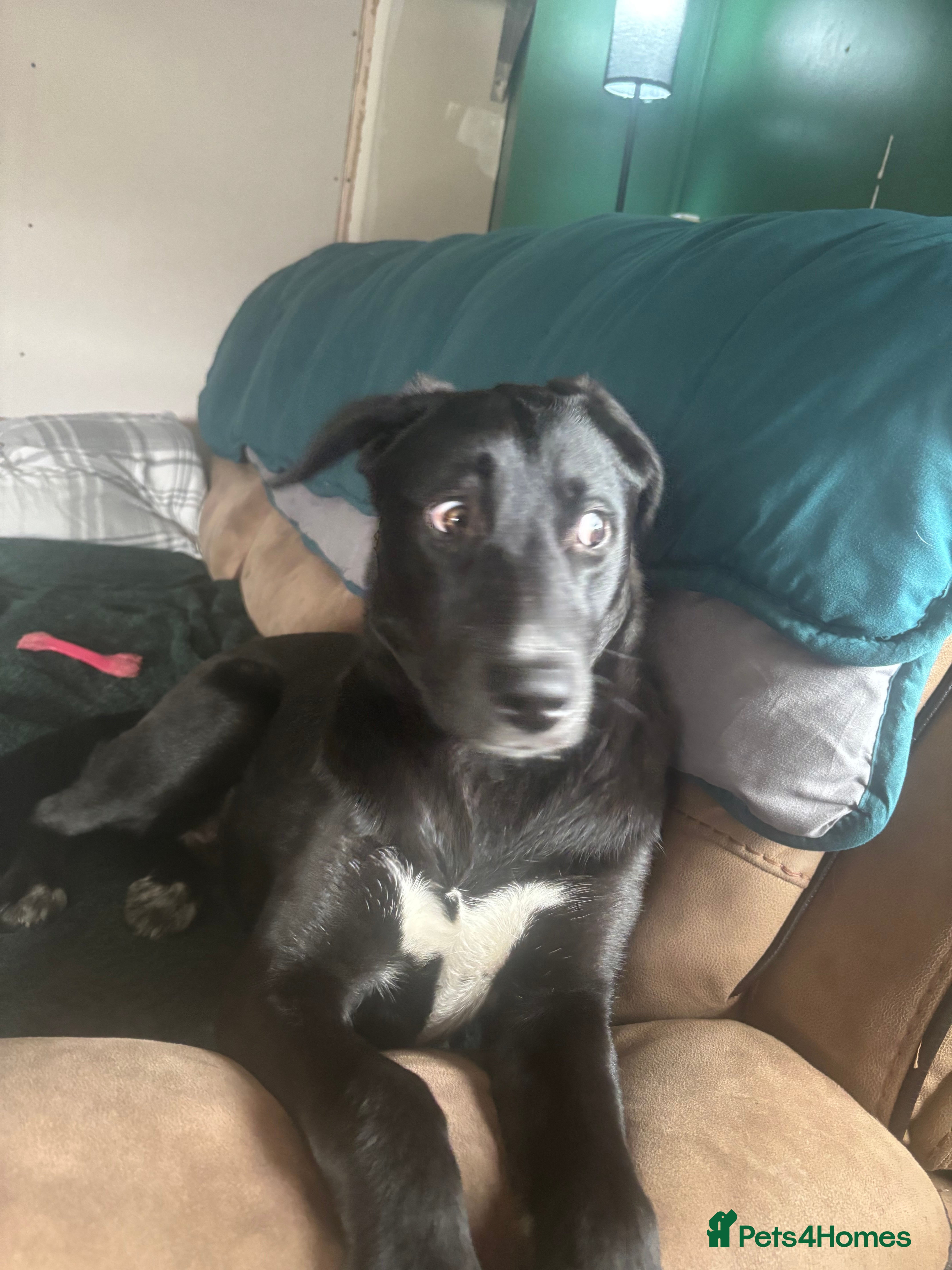 Mixed Breed dogs 7 month old girl  in Boston - Advert 5