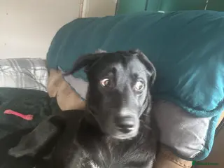 Mixed Breed dogs 7 month old girl in Boston - Advert 1