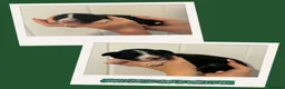 Border Collie dogs for sale: 7 Beautiful chunky border collies - Advert 4