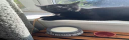 British Shorthair cats for sale: 1 year old cat (cleo) in Leeds - Advert 2