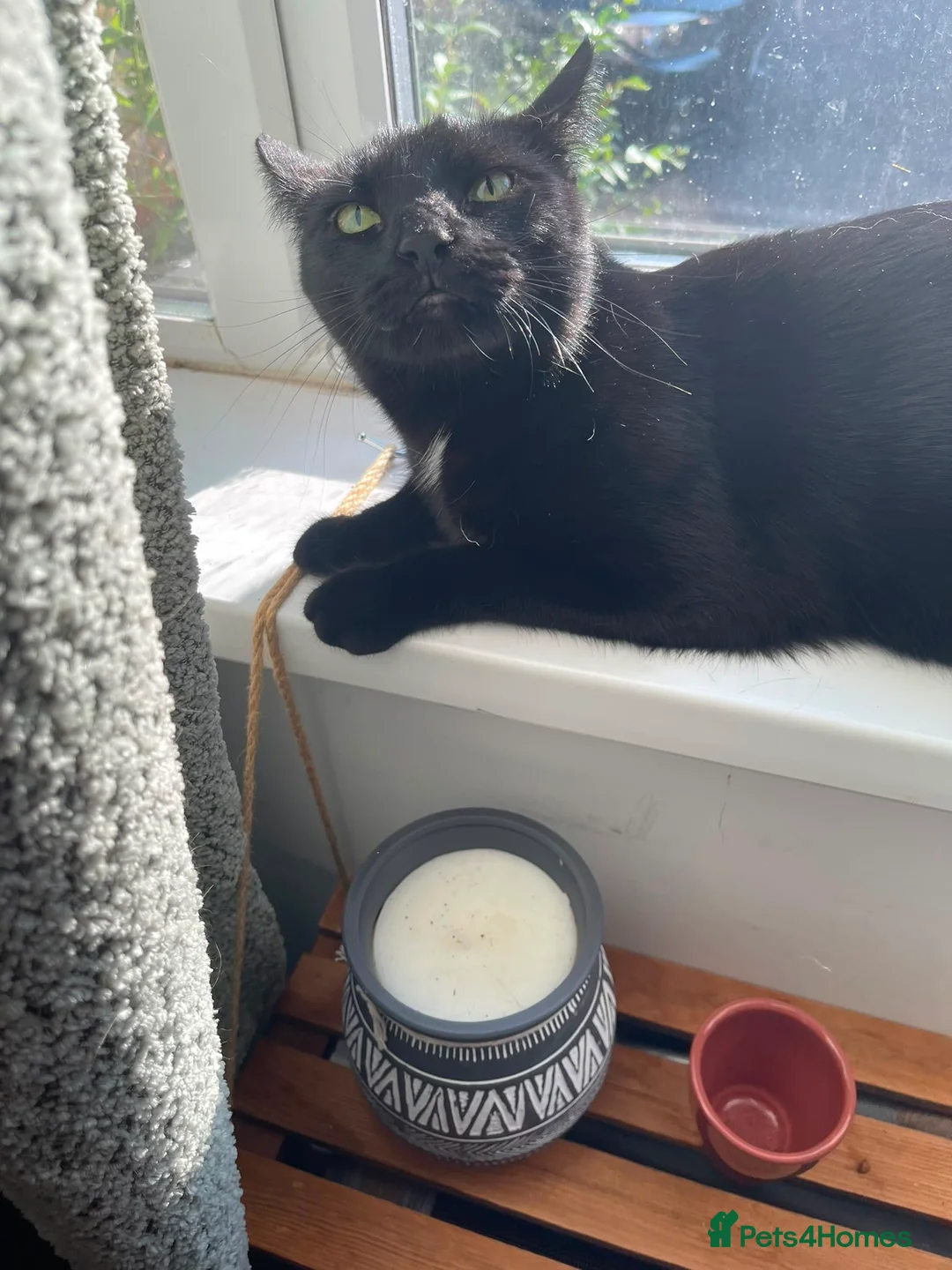 British Shorthair cats for sale: 1 year old cat (cleo) in Leeds - Advert 2