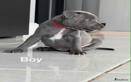 Staffordshire Bull Terrier dogs for sale: !!! Blue Staffordshire bull terriers !!! - Image 8