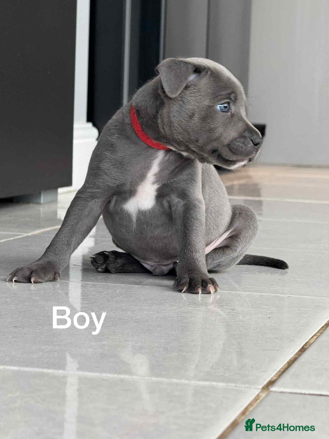 Staffordshire Bull Terrier dogs for sale: !!! Blue Staffordshire bull terriers !!! - Image 8