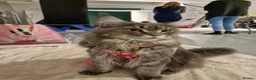 Maine Coon cats for sale: Stunning Dolly tica registered blue ticked tabby - Advert 13