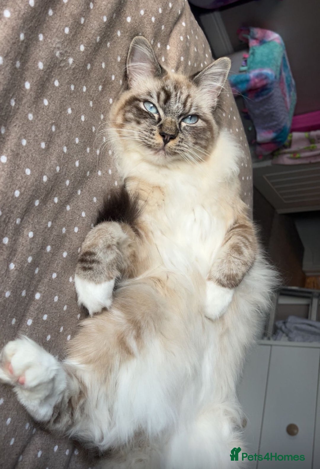 Persian cats for sale: Saffiyah and Santi looking for their forever home. - Advert 7