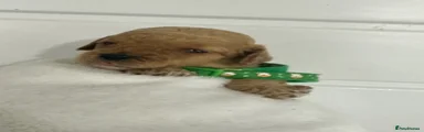 Cockapoo 8