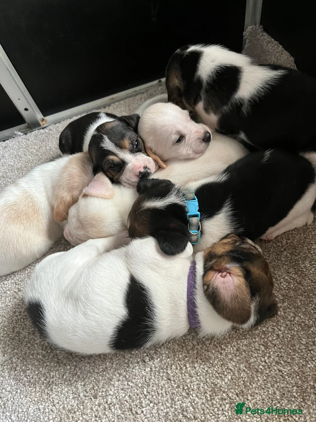 Beagle dogs for stud: Rocko pure beagle stud  in Doncaster - Advert 5