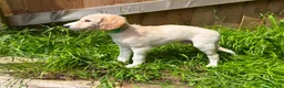 Saluki dogs for sale: Beautiful Saluki pups from champion lines - Advert 8