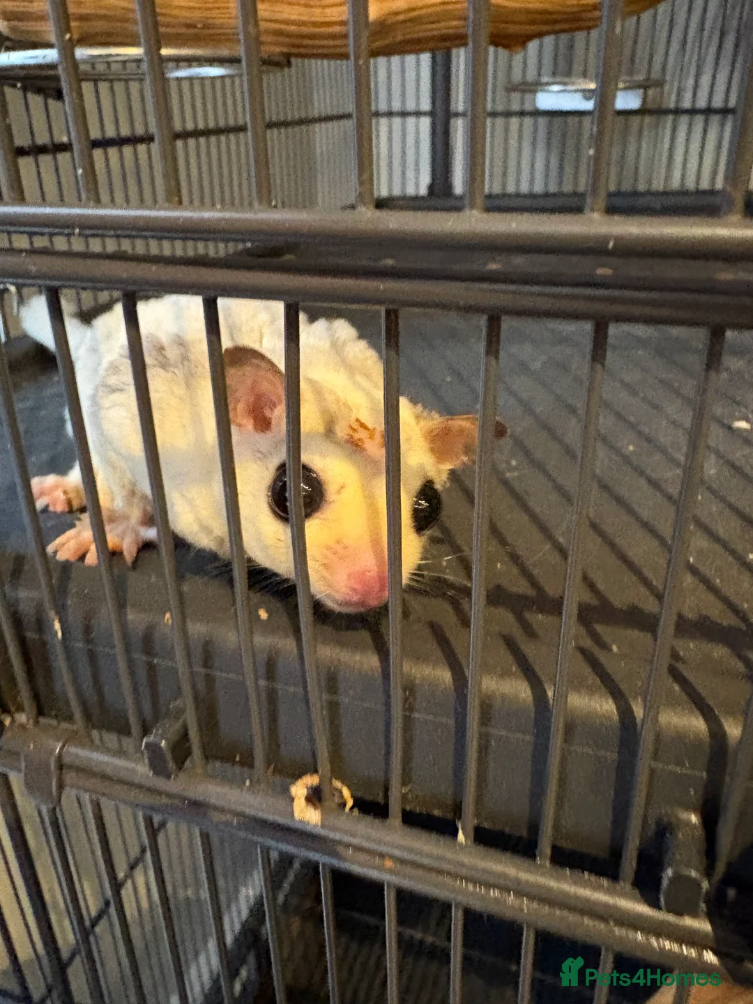 Sugar Glider rodents for sale: Sugar gliders x2 and cage - Advert 4