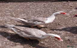 Ducks poultry for sale: Mixed baby Muslovy duck for sale - Image 4