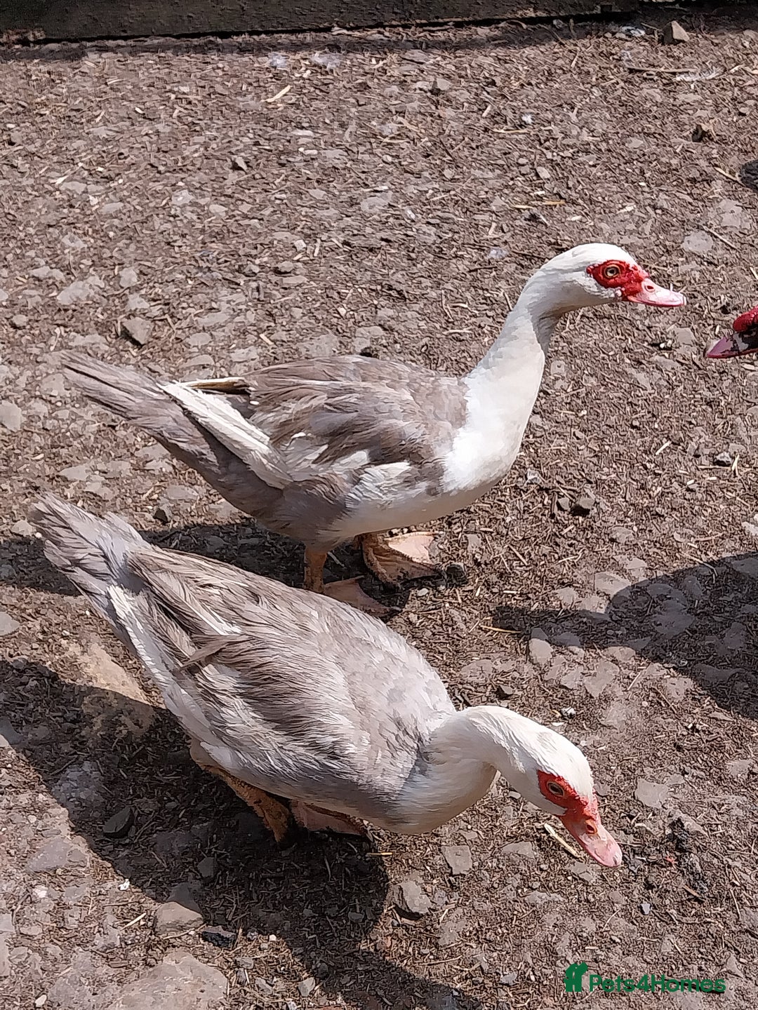 Ducks poultry for sale: Mixed baby Muslovy duck for sale - Image 4