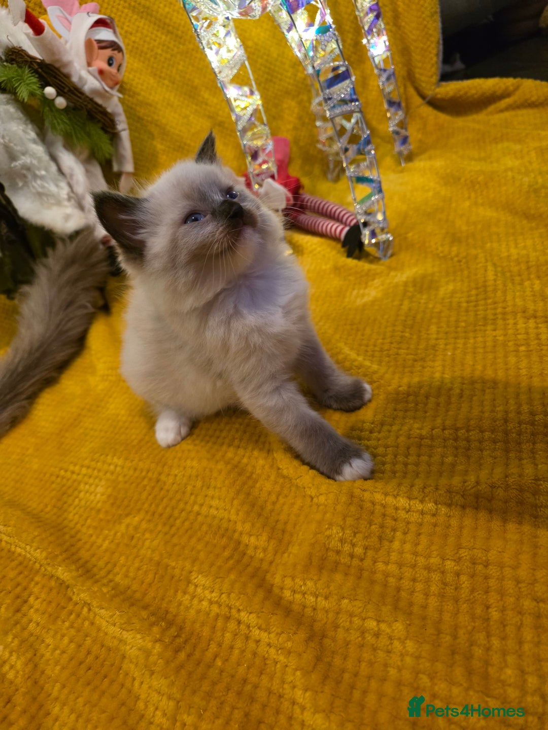 Ragdoll cats for sale: 4 pure ragdolls. 21st of Dec Reservation taken now - Advert 12