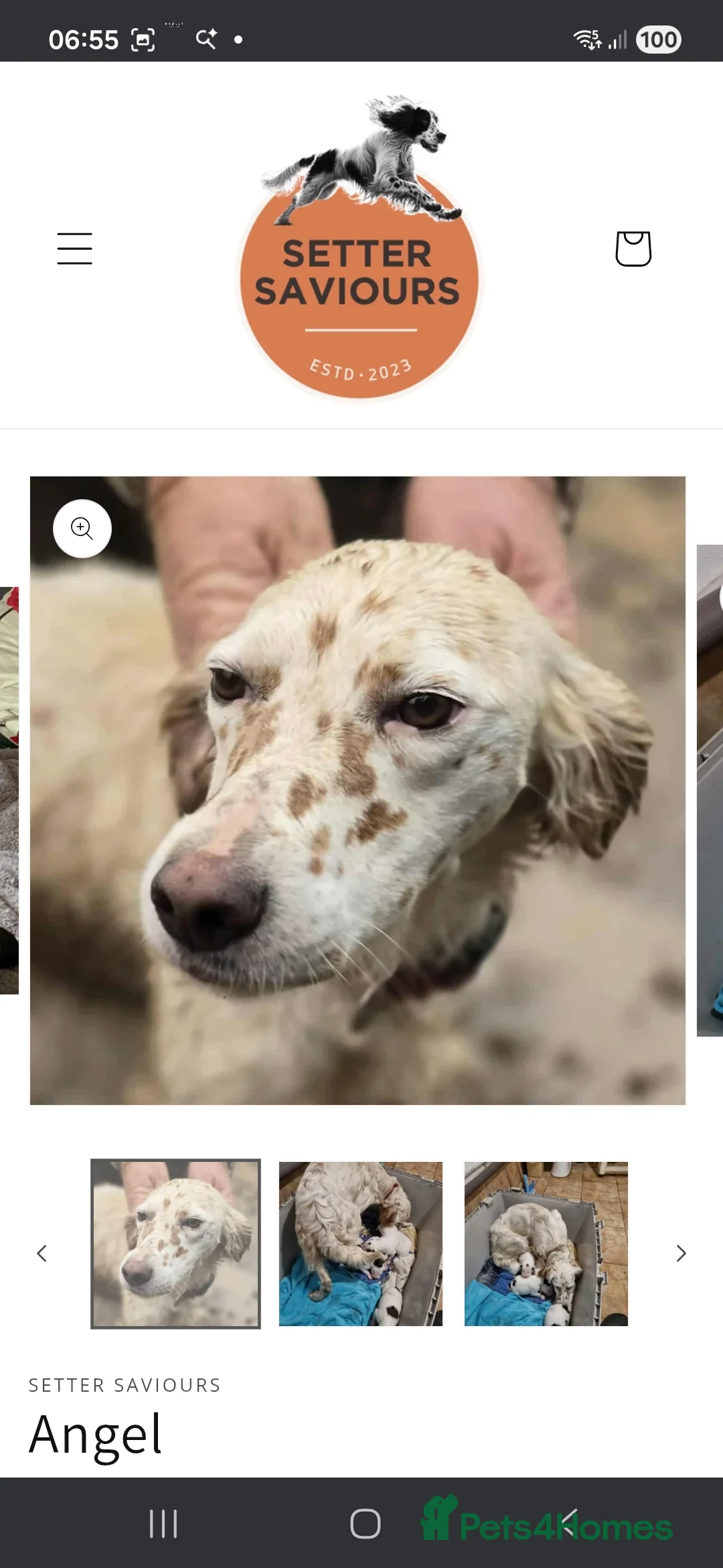 English Setter dogs for adoption: Angel - Advert 1
