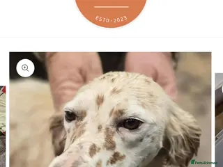 English Setter dogs Angel - Advert 18