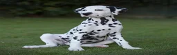 Dalmatian dogs for sale: Exceptional Dalmatian Puppies.  - Advert 10