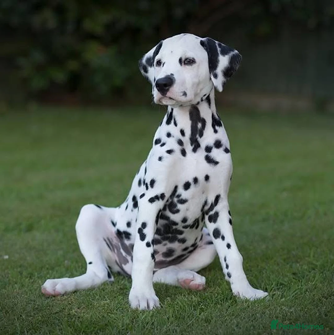 Dalmatian dogs for sale: Exceptional Dalmatian Puppies.  - Advert 10