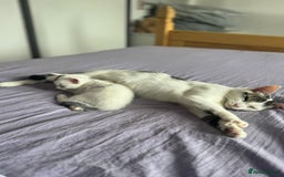 Mixed Breed cats for sale: Cat for rehoming  - Image 5