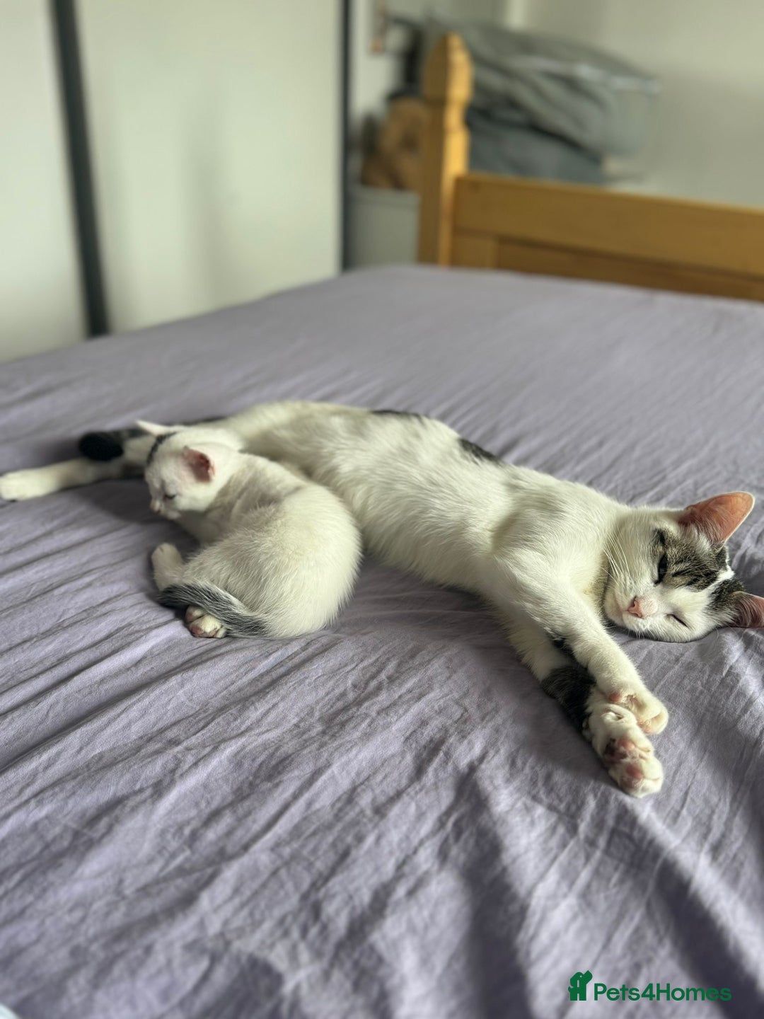 Mixed Breed cats for sale: Cat for rehoming  - Image 5