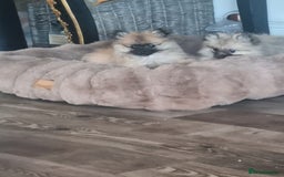 Pomeranian dogs for sale: ** Pomeraniums  - Image 38