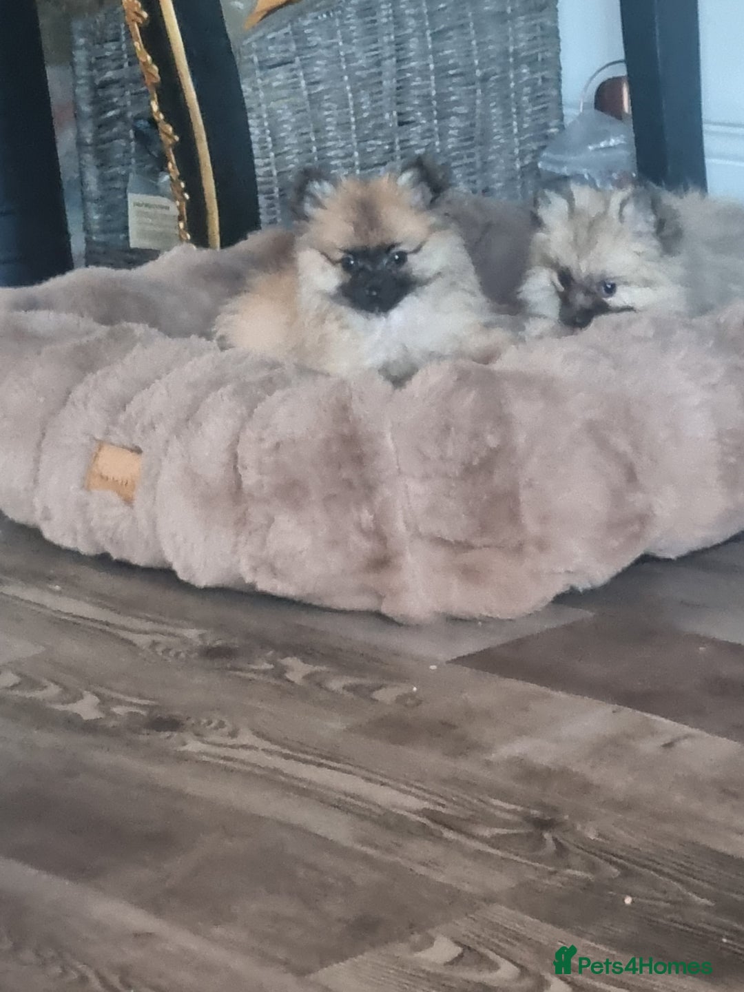 Pomeranian dogs for sale: ** Pomeraniums  - Image 38