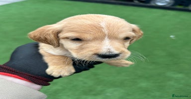 Mixed Breed dogs - Advert 1