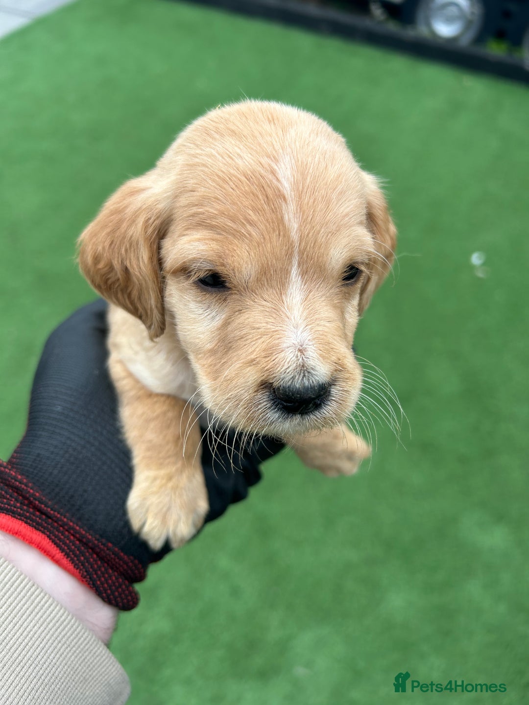 Mixed Breed dogs for sale: Here we have our last 3 pups of our litter  - Image 2