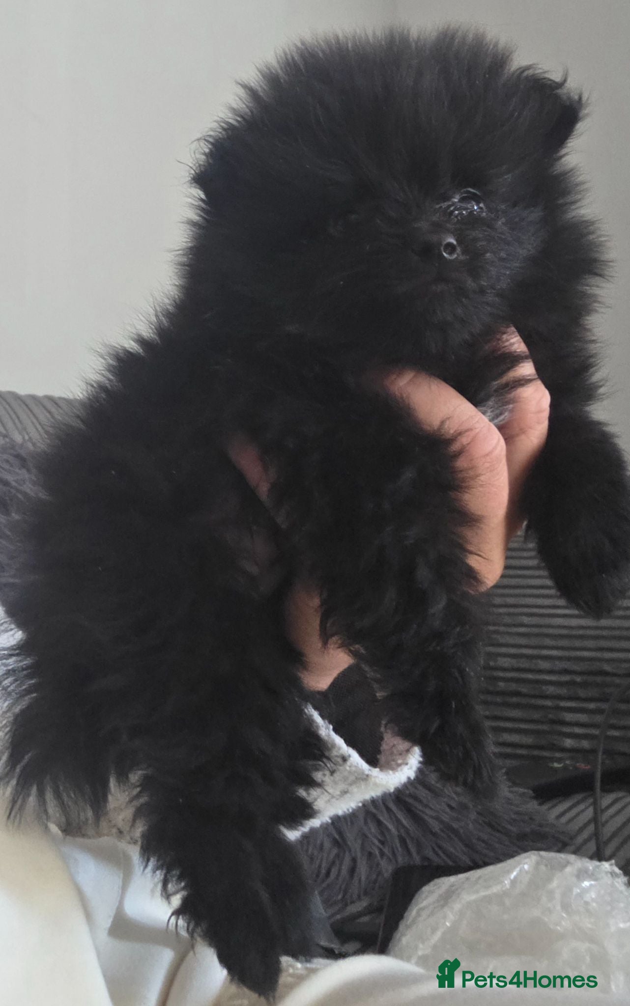 Pomeranian dogs Handsome pomeranians  - Advert 2