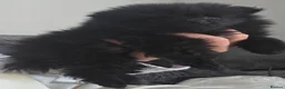 Pomeranian dogs for sale: Handsome pomeranians  - Advert 2