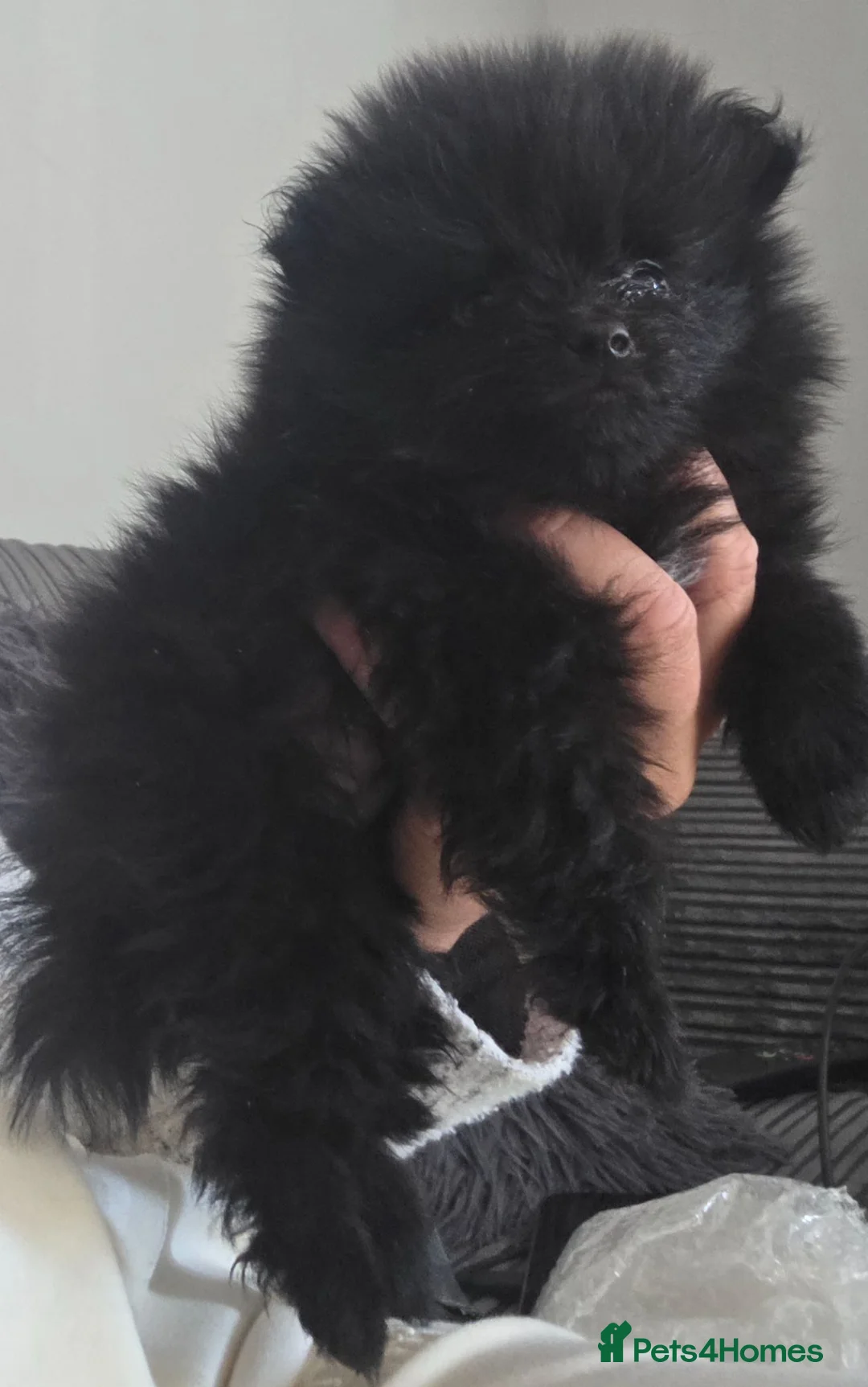 Pomeranian dogs for sale: Handsome pomeranians  - Advert 2