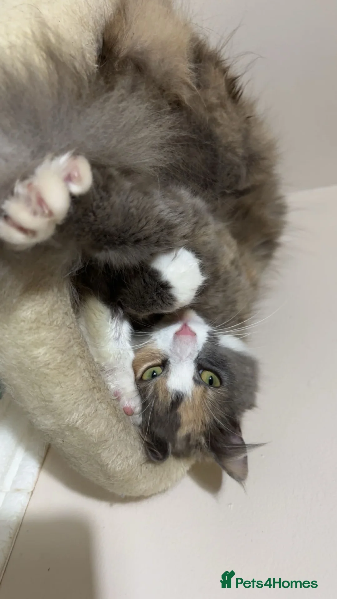 Mixed Breed cats for sale: Two boys available - Advert 2