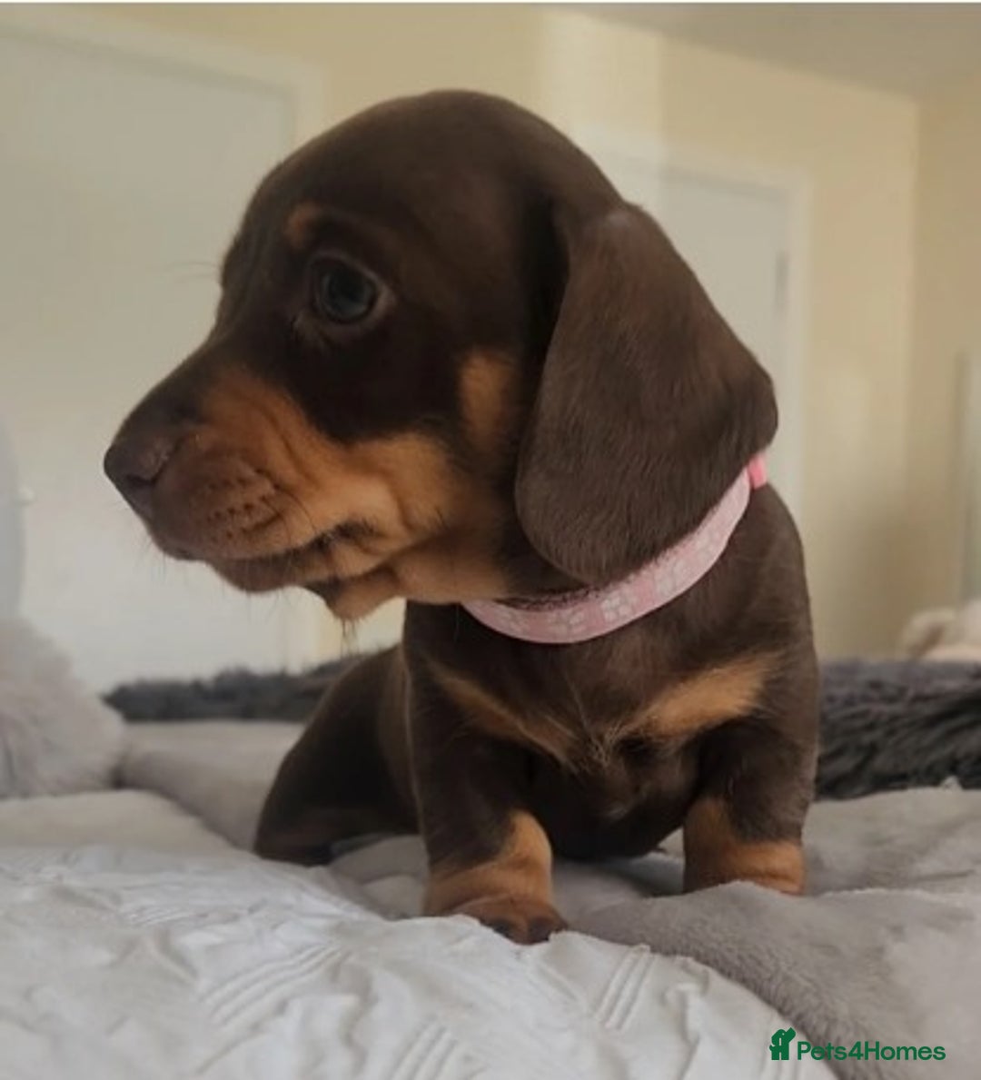 Miniature Dachshund dogs for sale: Dapple & Tan Mini Dachshund Puppies for Sale - Advert 3
