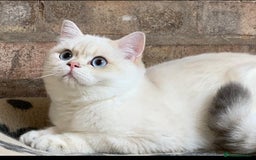 British Shorthair cats for stud: Stuning golden colourpoint \ Russian import stud  - Image 3